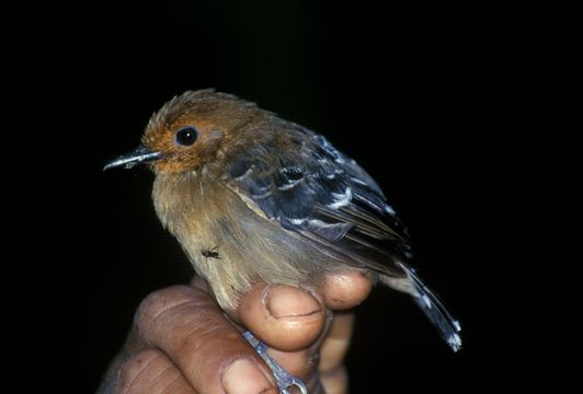 Image of Long-winged Antwren