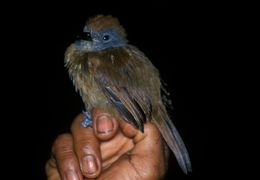 Image of Uniform Antshrike