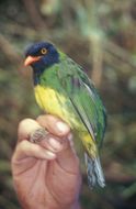 Image of Black-chested Fruiteater