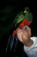 Image de Quetzal doré