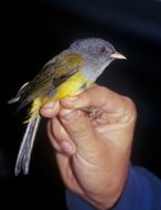 Image of Gray-hooded Bush Tanager