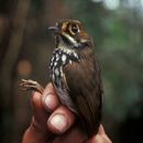 Image of Peruvian Antpitta