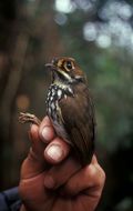 Image of Peruvian Antpitta