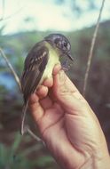 Image of Slaty-capped Flycatcher