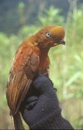 Rupicola peruvianus (Latham 1790) resmi