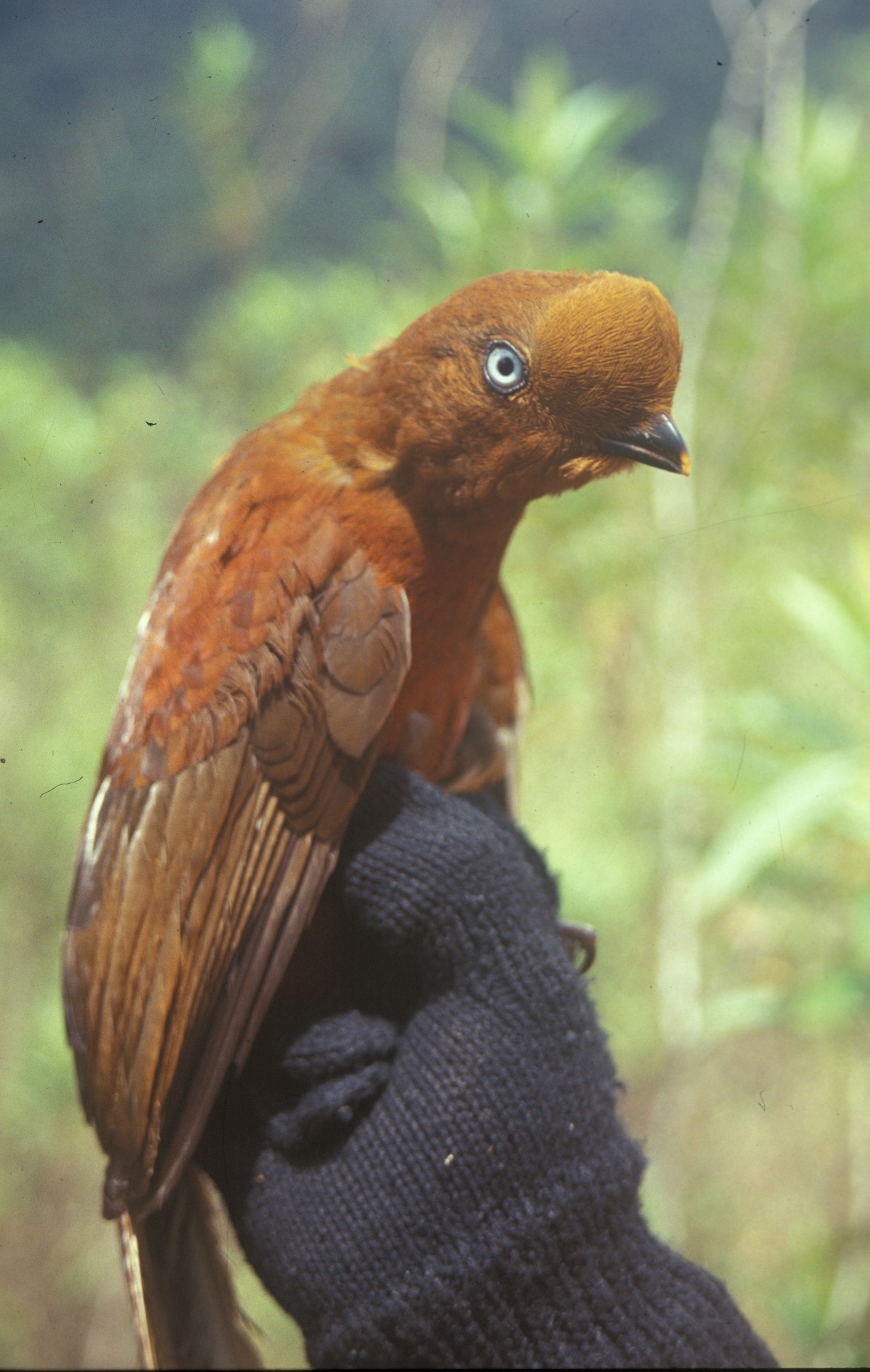 Image of Andean Cock-of-the-rock