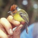 Image of Rufous-crowned Tody-Flycatcher