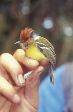 Image of Rufous-crowned Tody-Flycatcher