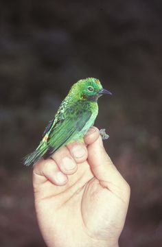 Image of Orange-eared Tanager