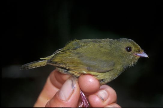 Image of Golden-winged Manakin