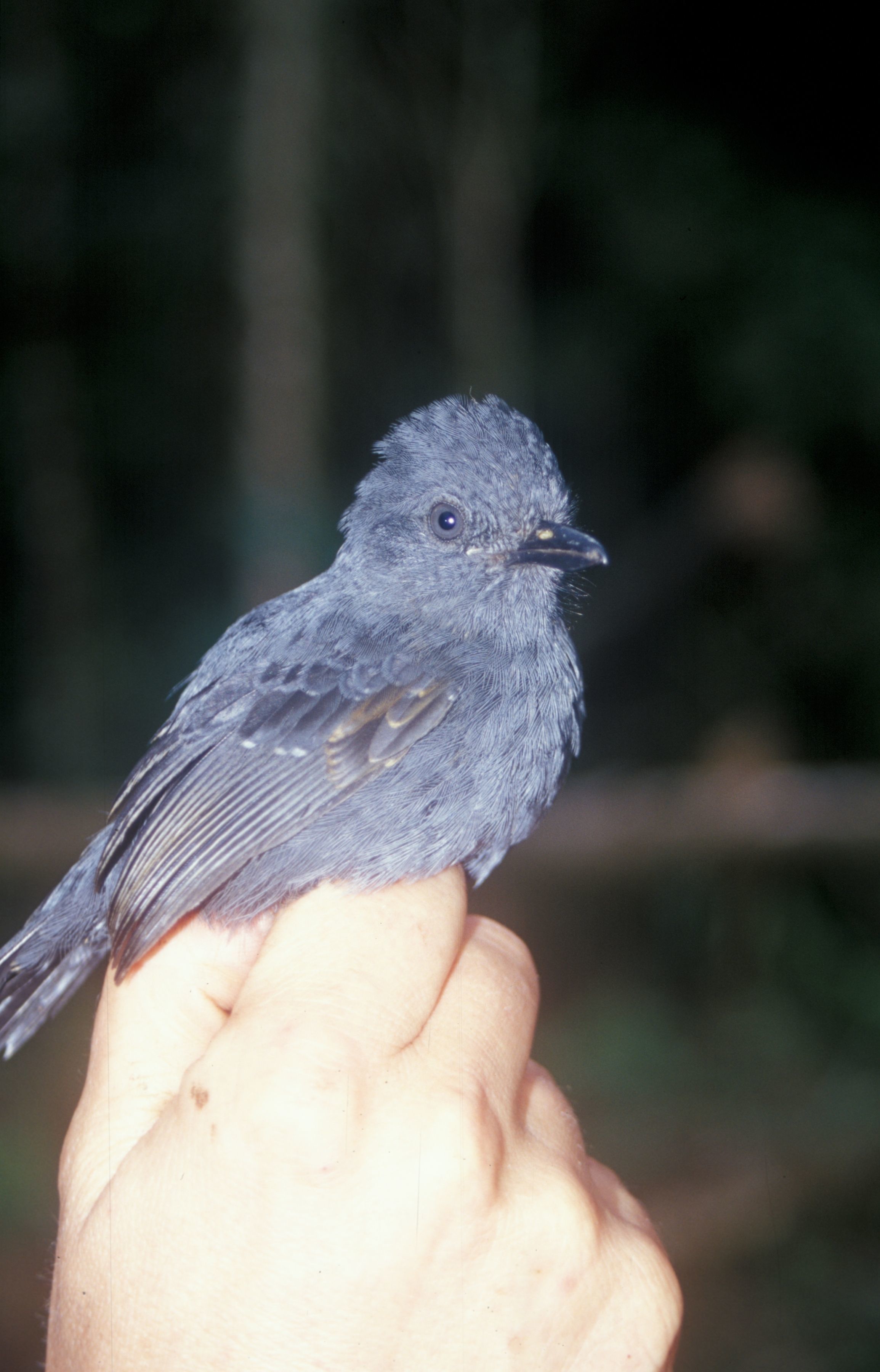 Image of Uniform Antshrike