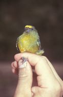 Euphonia mesochrysa Salvadori 1873 resmi