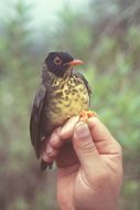 Image of Gould's Nightingale-Thrush