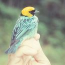 Image of Saffron-crowned Tanager