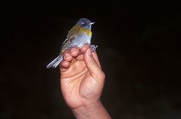 Image of Ashy-throated Bush Tanager