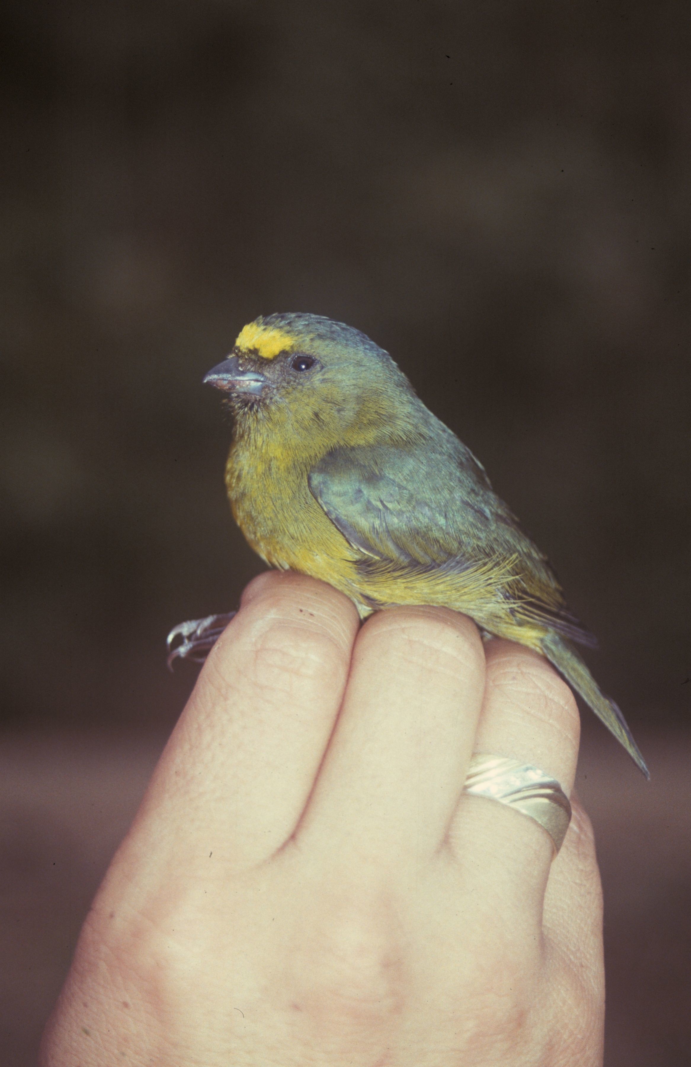 Image of Bronze-green Euphonia