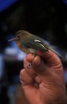 Image of Cinnamon-breasted Tody-Tyrant