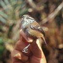 Image of Bar-winged Wood Wren