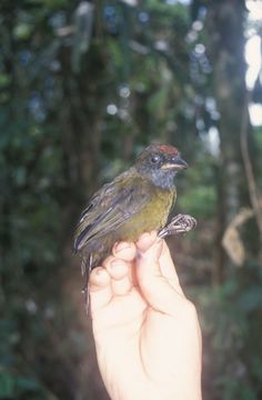 Image of <i>Lysurus castaneiceps</i> (P. L. Sclater 1860)