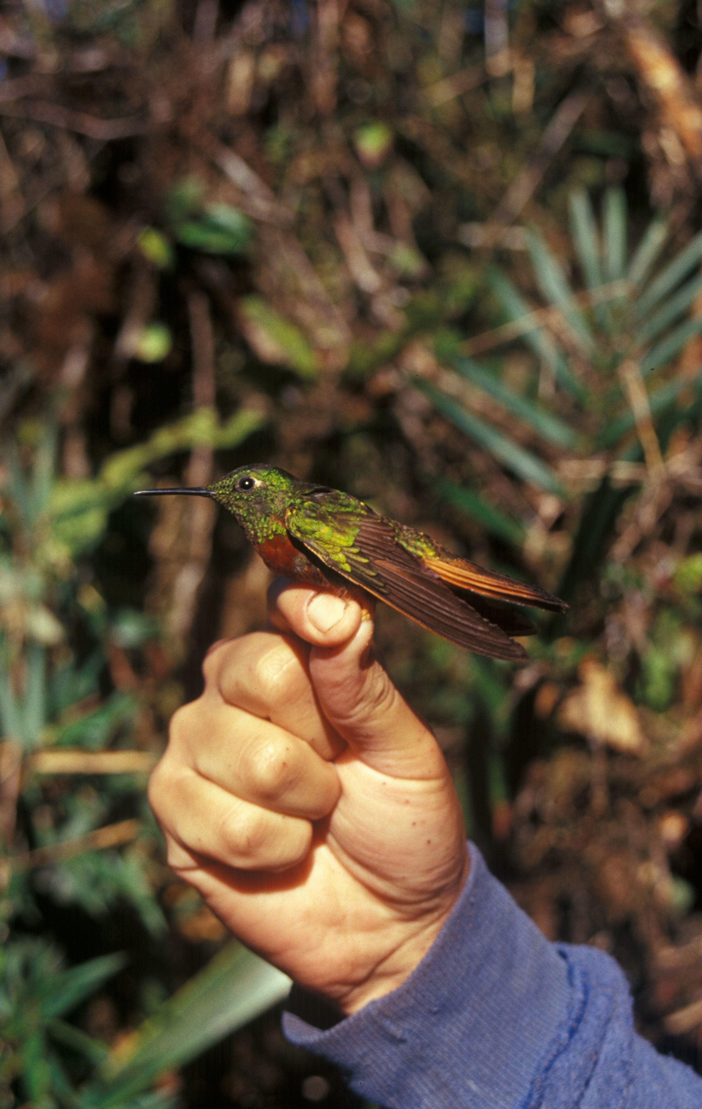 Image of Chestnut-breasted Coronet