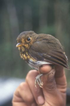 Image of Ochre-breasted Antpitta