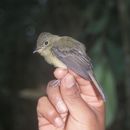 Image of Orange-crested Flycatcher