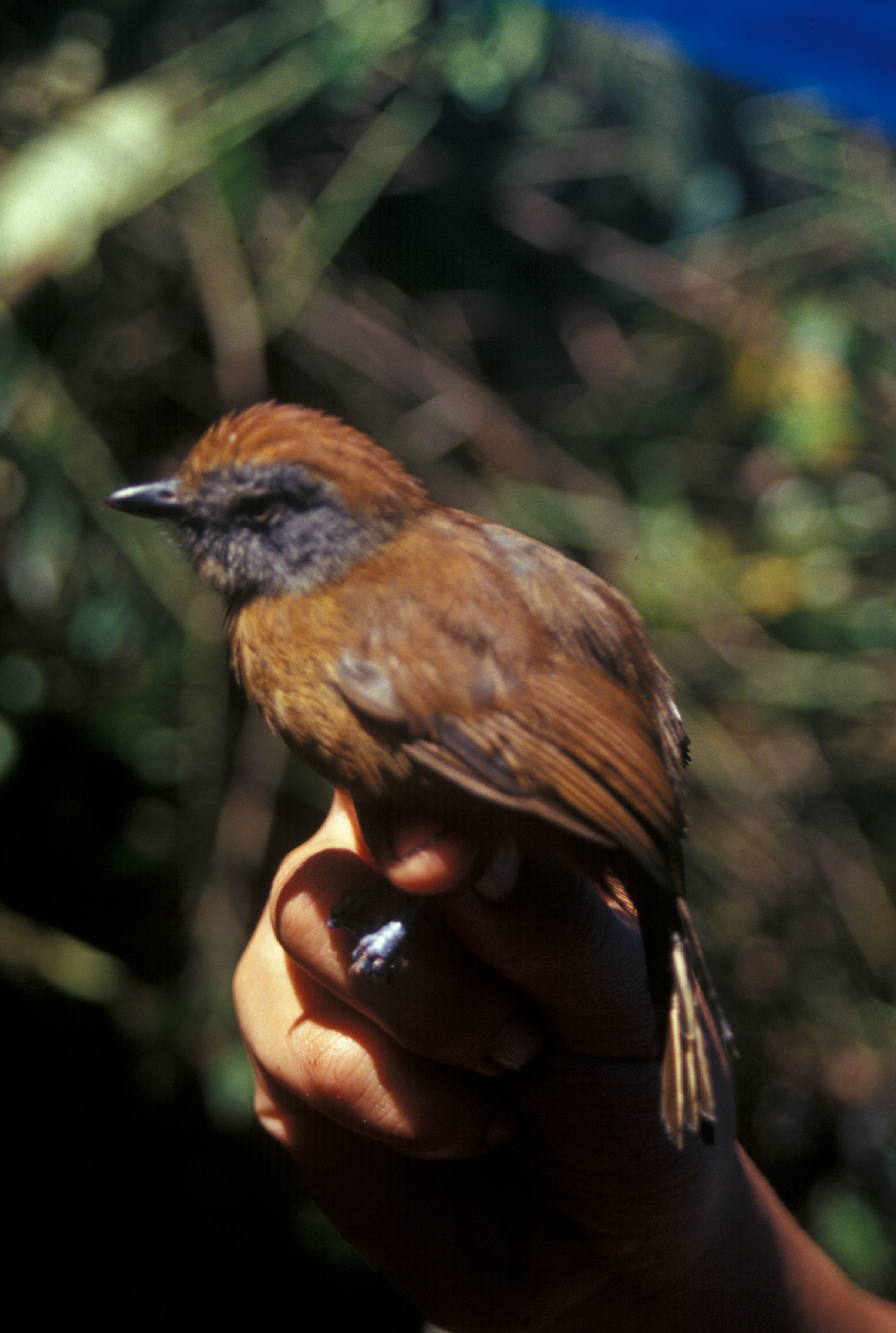 Image of Uniform Antshrike