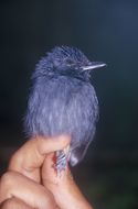 Image of Uniform Antshrike