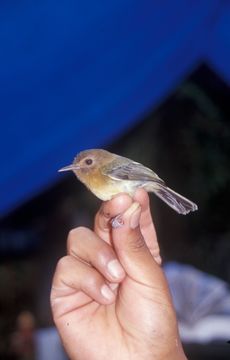 Image of Cinnamon-breasted Tody-Tyrant