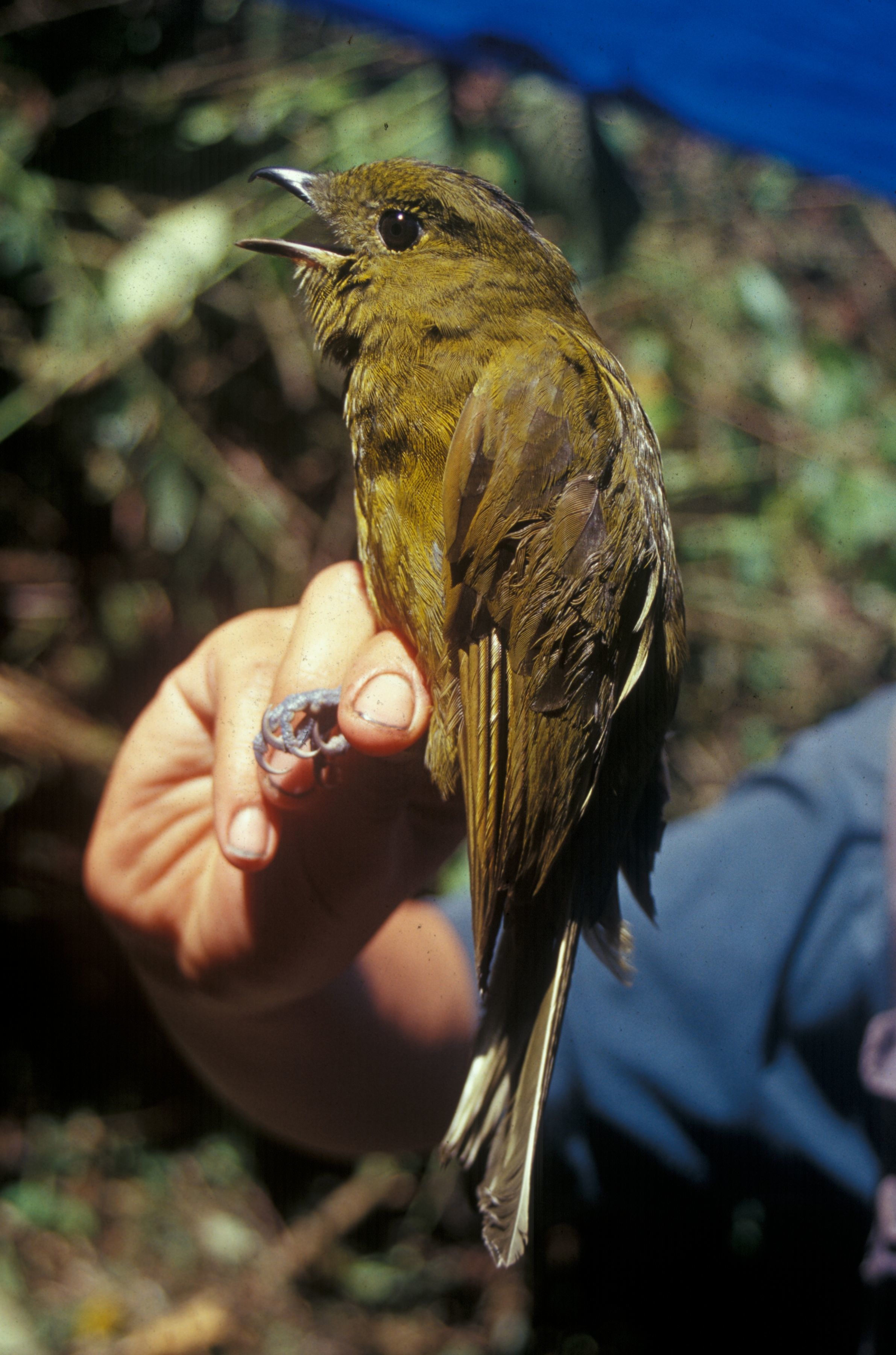 Image of Gray Antbird