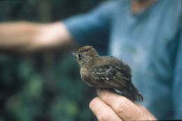 Image of Scale-crested Pygmy Tyrant