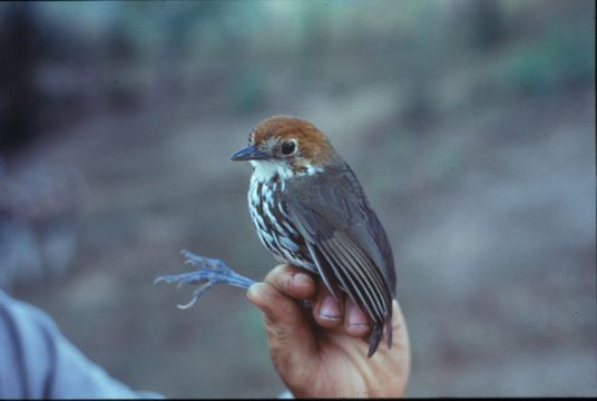 Image of Chestnut-crowned Antpitta