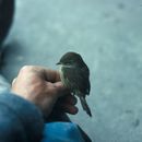 Image of White-browed Spinetail