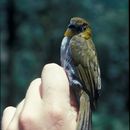 Image of Yellow-throated Bush Tanager