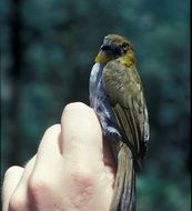 Image of Yellow-throated Bush Tanager