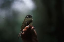 Image of Streak-necked Flycatcher