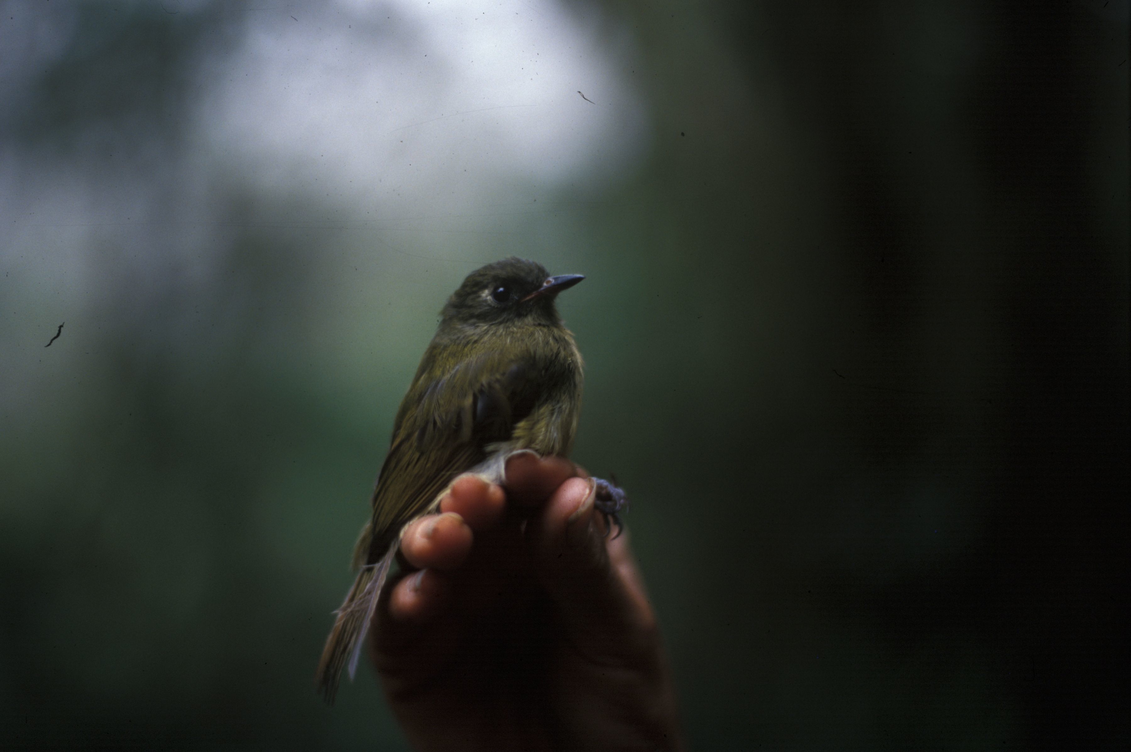 Image of Streak-necked Flycatcher