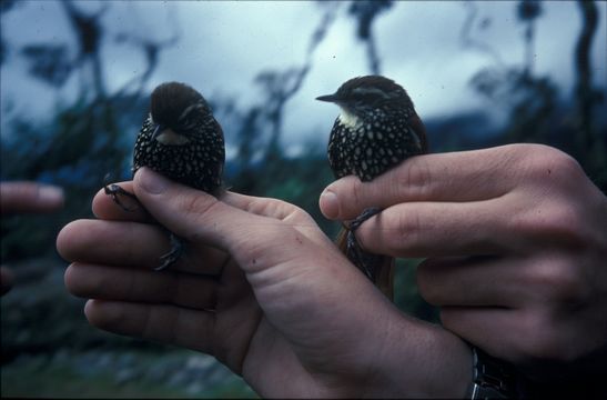 Image of Pearled Treerunner