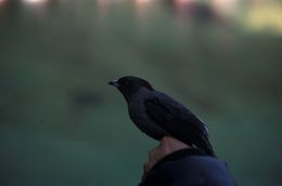 Image of Red-crested Cotinga