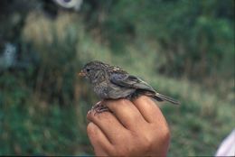 Image of Plain-colored Seedeater
