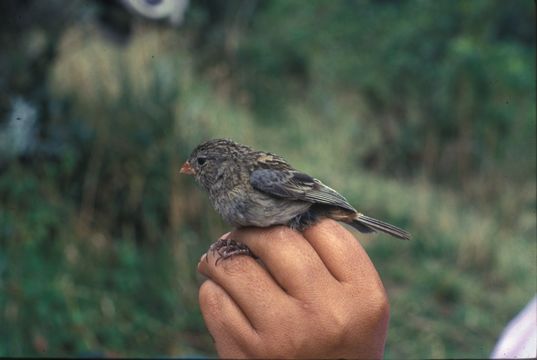 Imagem de Catamenia inornata (Lafresnaye 1847)