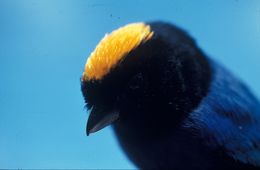 Image of Golden-crowned Tanager