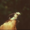 Image of Pale-headed Brush Finch