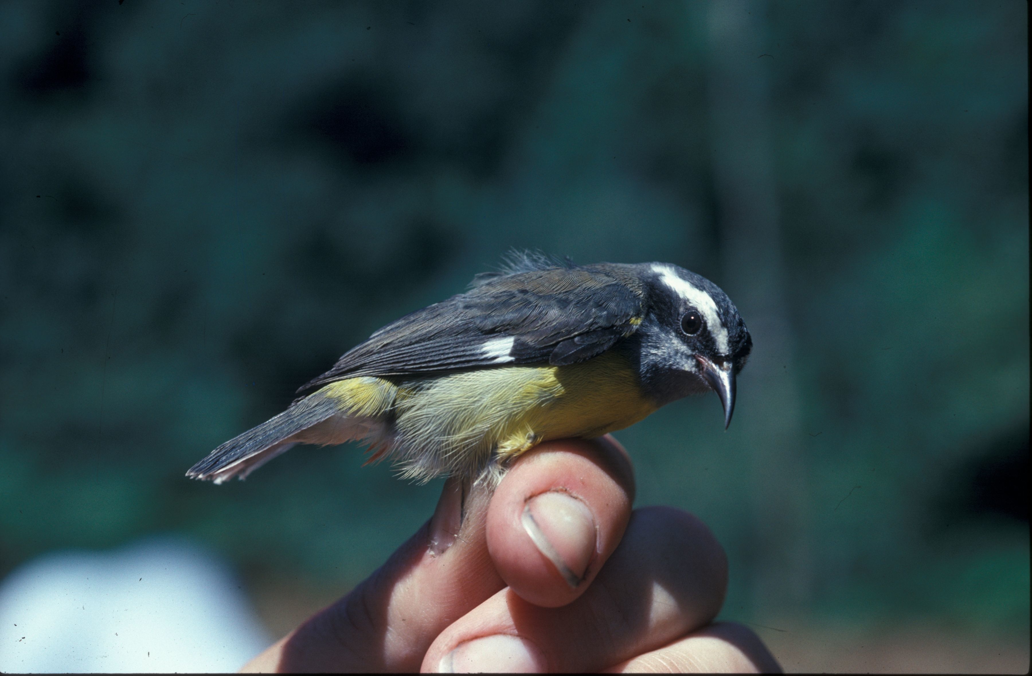 Image of Bananaquit