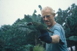 Image of Crimson-rumped Toucanet