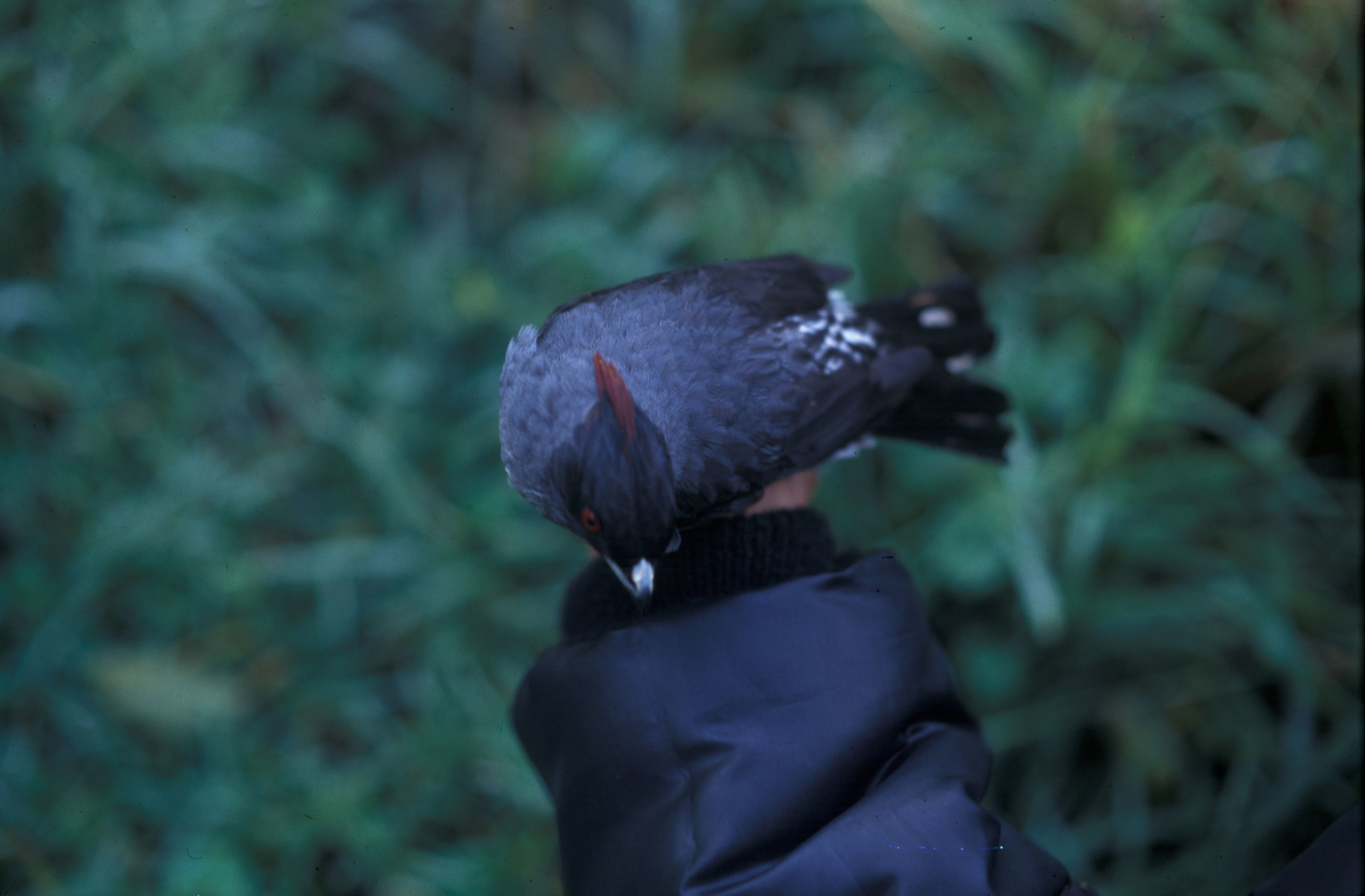 Image of Red-crested Cotinga