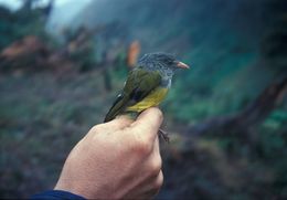 Image of Gray-hooded Bush Tanager