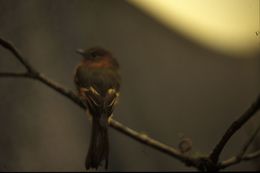 Image of Cinnamon Flycatcher