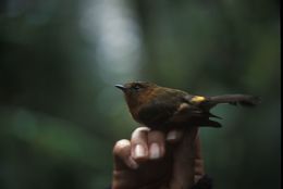 Image of Cinnamon Flycatcher