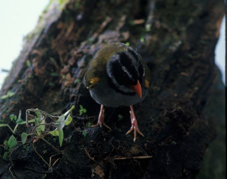 Image of Orange-billed Sparrow